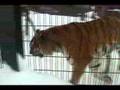 Asahiyama Zoo In Hokkaido Japan