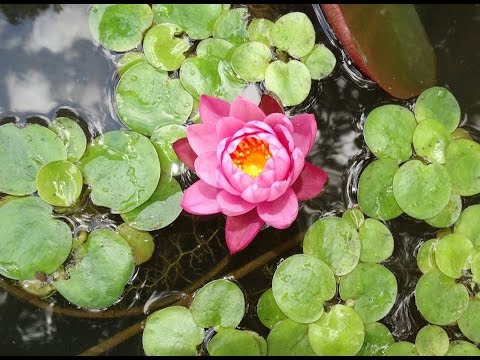 Make a Tire Lotus Pond