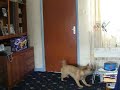 The Doorbell Rings The Doorbell Rings