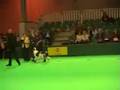 Crufts Dog Obedience 2007