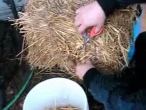 how to grow oyster mushrooms indoors