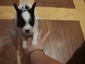 Bad tempered Pup Bad tempered Pup