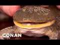 Mark Moffett's Satanic Frog & Delicious Mega-Larvae - CONAN on TBS