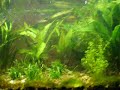 Esquema de Co² em aquario plantado 