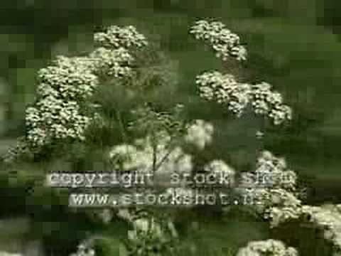 Cow Parsley (anthriscus sylvestrus)