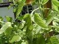 Garden Aquaponics 8/14/8a