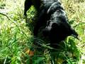 My Dog :)
