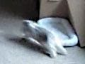 Bailey Runs the Bunny 500 - Bunny Binkies