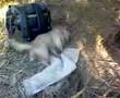 PERROS JUGANDO EN MEDIO DEL CONFLICTO COLOMBIANO