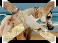 pour l amour des chevaux