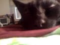 Bahgira being funny and sweet