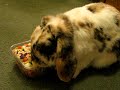 fluffy