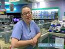 How to Care For a Ferret : Getting a Pet Ferret How to Care For a Ferret : Getting a Pet Ferret