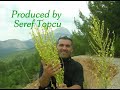 Tahtacı Samahı Tahtaci Samahi
