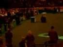 Crufts 2008 - Gundogs BOG