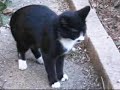Tux movie