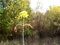 Horney Flower ( Flower With Hard Cock )