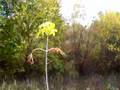Horney Flower ( Flower With Hard Cock )