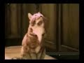 cat trying they best to copy human voice