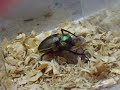 Beetle Eating