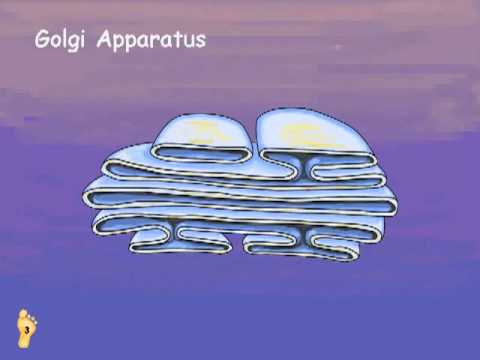 Our Other World: The Cell Golgi Apparatus Part 8