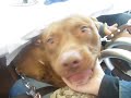 PITBULL TORITA DANDOSE EL LOTE CON RED AKER(PARTE1)