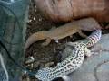 cópula de gecko leopardo - Criadero de Grillos Capos - Argentina cópula de gecko leopardo - Criadero de Grillos Capos - Argentina