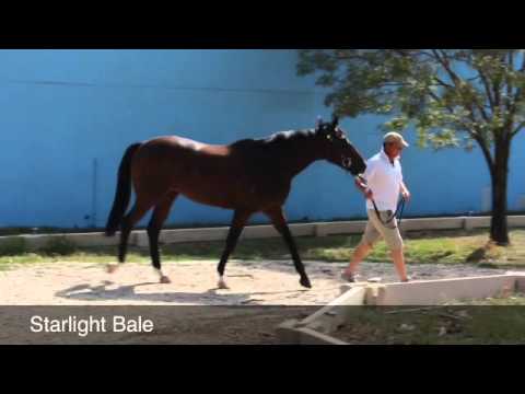 horses grand national