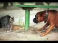 Cats Vs Dogs 2