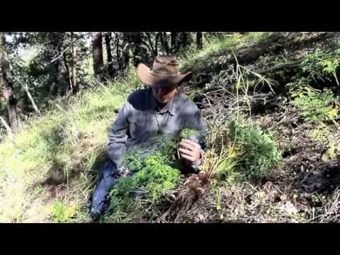 how to grow osha root
