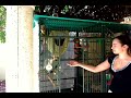 My pet Squirrel Monkeys playing