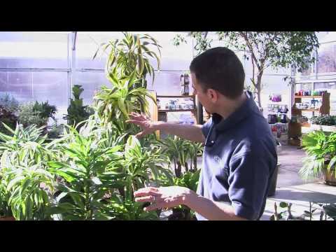 how to care dracaena