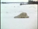 drunk polarbear
