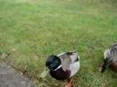 duck1 duck1