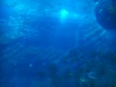 The Dubai Mall Aquarium