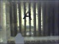 Hydrogen HHO Electrolyzer w/ NaOH 2007/08/02