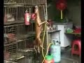 Chiens en Chine et  Corée,Cruauté Animaux Animal