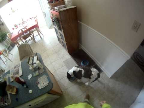 how to administer lasix