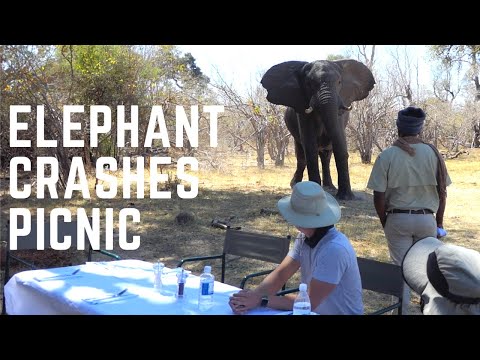 Elephant Joins Brave Africa for Lunch
