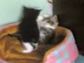 Kung fu kitties.3gp