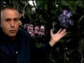 Virginia Farm Bureau - In the Garden - Orchids Virginia Farm Bureau - In the Garden - Orchids