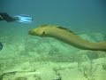 Diving with Moray eel in Cuba. Very friendly