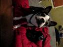happydogs