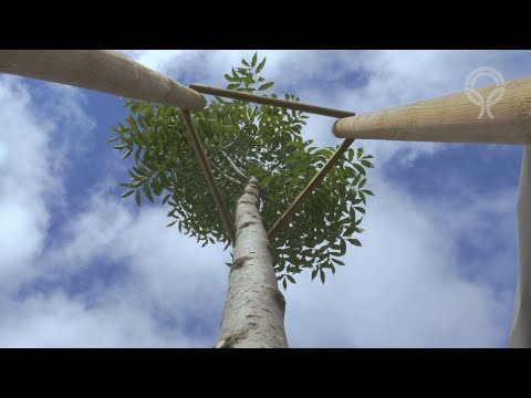 Výsadba stromu