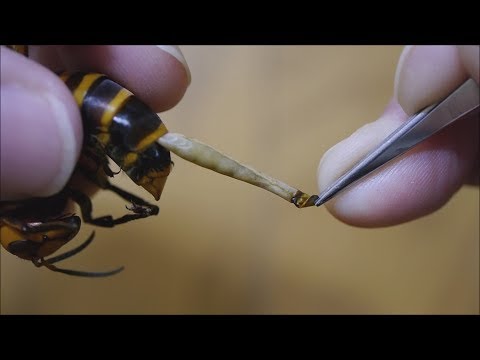 Pasożyt w odwłoku szerszenia