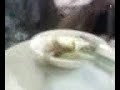 presh e la bruschetta maledetta pt.1