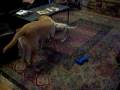 videos de Ike and Truman
