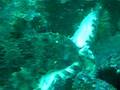 Shark-eat-shark