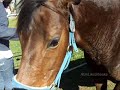 Horses - If We Were A Movie