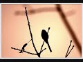 une charogne

rappelez-vous l'objet que nous v�mes, mon �me,
ce beau matin d'�t� si doux:
au d�tour d'un sentier une charogne inf�me
sur un lit sem� de cailloux,

le ventre en l'air, comme une femme lubrique,
br�lante et suant les poisons,
ouvrait d'une fa�on nonchalante et cynique
son ventre plein d'exhalaisons.

le soleil rayonnait sur cette pourriture,
comme afin de la cuire � point,
et de rendre au centuple � la grande nature
tout ce qu'ensemble elle avait joint;

et le ciel regardait la carcasse superbe
comme une fleur s'�panouir.
la puanteur �tait si forte, que sur l'herbe
vous cr�tes vous �vanouir.

les mouches bourdonnaient sur ce ventre putride,
d'o� sortaient de noirs bataillons
de larves, qui coulaient comme un �pais liquide
le long de ces vivants haillons.

tout cela descendait, montait comme une vague
ou s'�lan�ait en p�tillant
on e�t dit que le corps, enfl� d'un souffle vague,
vivait en se multipliant.

et ce monde rendait une �trange musique,
comme l'eau courante et le vent,
ou le grain qu'un vanneur d'un mouvement rythmique
agite et tourne dans son van.

les formes s'effa�aient et n'�taient plus qu'un r�ve,
une �bauche lente � venir
sur la toile oubli�e, et que l'artiste ach�ve
seulement par le souvenir.

derri�re les rochers une chienne inqui�te
nous regardait d'un oeil f�ch�,
epiant le moment de reprendre au squelette
le morceau qu'elle avait l�ch�.

- et pourtant vous serez semblable � cette ordure,
a cette horrible infection,
etoile de mes yeux, soleil de ma nature,
vous, mon ange et ma passion!

oui! telle vous serez, � la reine des gr�ces,
apres les derniers sacrements,
quand vous irez, sous l'herbe et les floraisons grasses,
moisir parmi les ossements.

alors, � ma beaut�! dites � la vermine
qui vous mangera de baisers,
que j'ai gard� la forme et l'essence divine
de mes amours d�compos�s!

les fleurs du mal, charles baudelaire